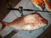 8kg Cockburn Snapper